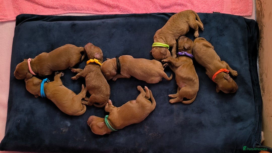 Cockapoo dogs for sale: Red Fox Cockapoo Puppies For Sale In Glasgow - Image 5