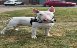 English Bull Terrier dogs for sale: Male English Bull Terrier  - Advert 1
