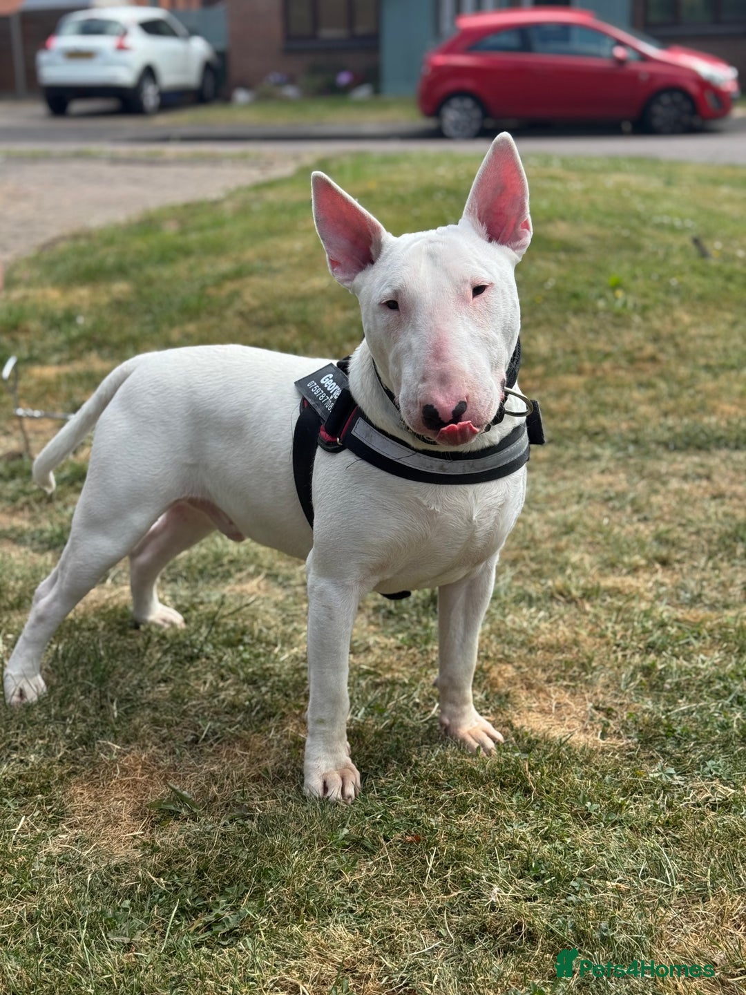 English Bull Terrier dogs for sale: Male English Bull Terrier  - Advert 1