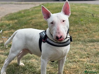 English Bull Terrier dogs Male English Bull Terrier - Advert 1
