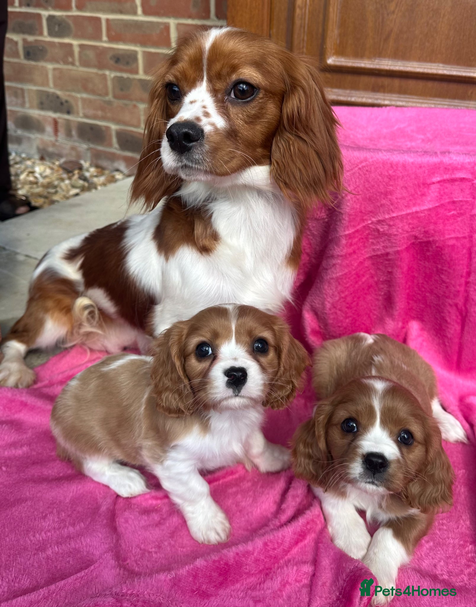 Cavalier King Charles Spaniel dogs Blenheim Cavalier King Charles pups ready now  - Advert 1