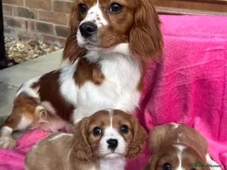 Cavalier King Charles Spaniel dogs Blenheim Cavalier King Charles pups ready now - Advert 10