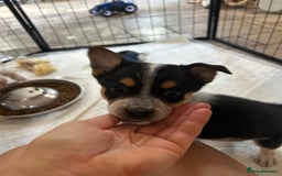 Mixed Breed dogs for sale: Stunning Border Heeler Puppies - Image 7