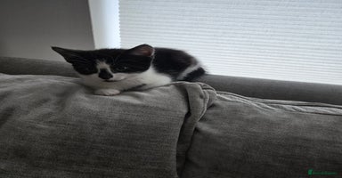 Mixed Breed cats - Advert 9