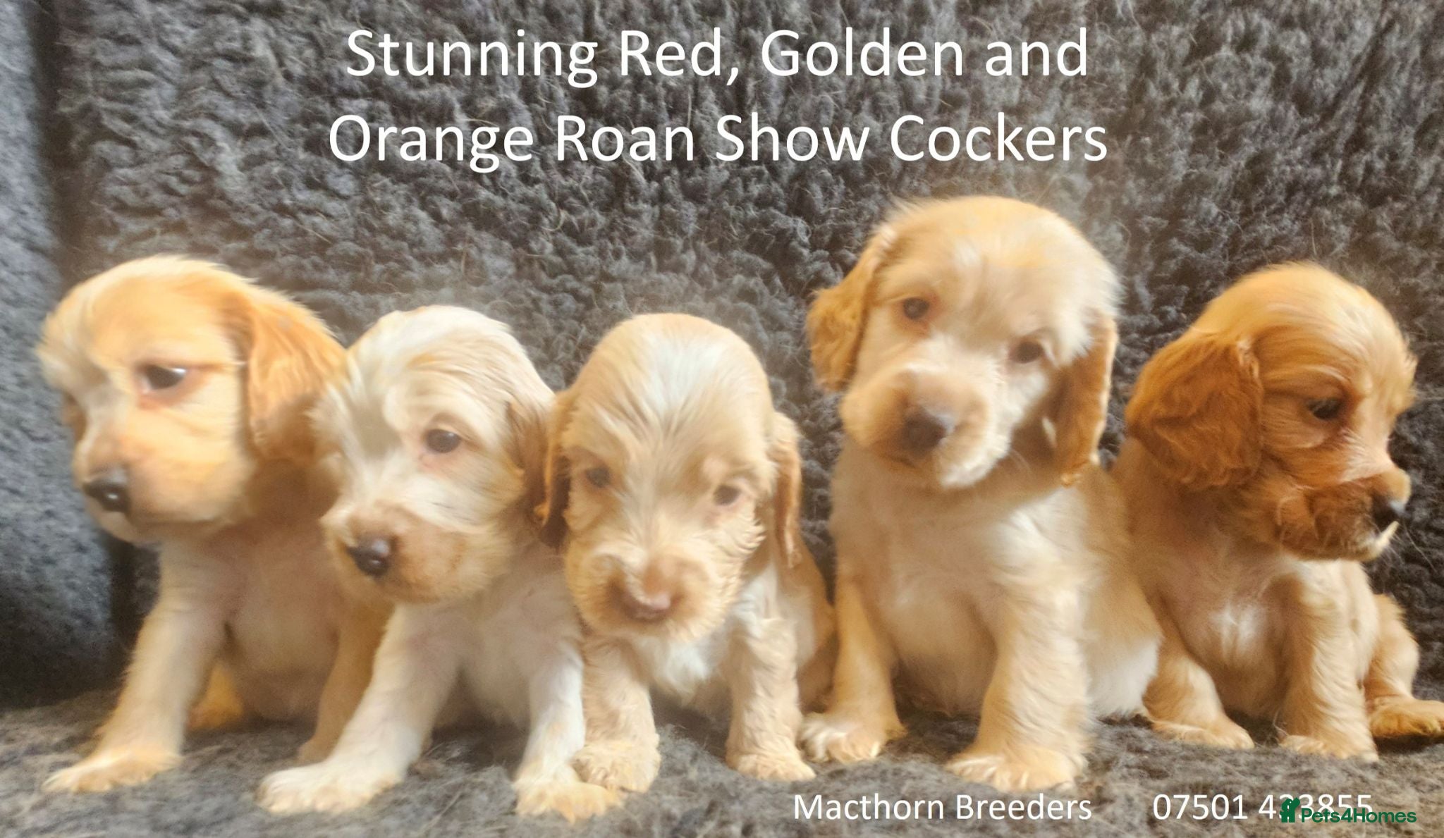Cocker Spaniel dogs Stunning Show Cockers - Crufts Champion Pedigree - Advert 14