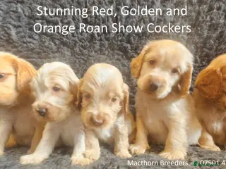 Cocker Spaniel dogs Stunning Show Cockers - Crufts Champion Pedigree - Advert 14