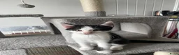Mixed Breed cats for sale: Beautiful kittens looking for loving homes - Advert 4