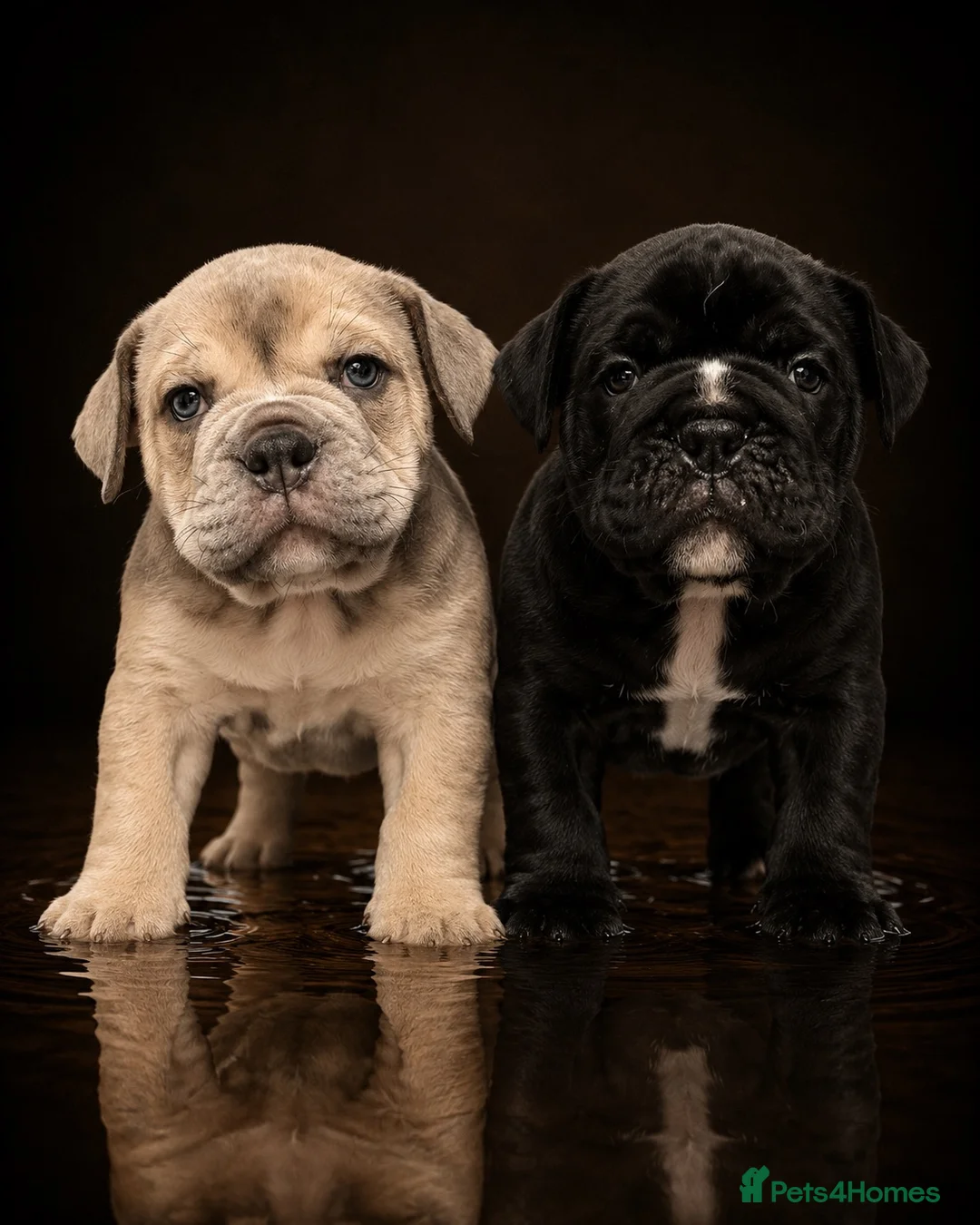 Olde English Bulldogge dogs for sale: Only two boys remaining 5star pups  ⭐️⭐️⭐️⭐️ - Advert 1