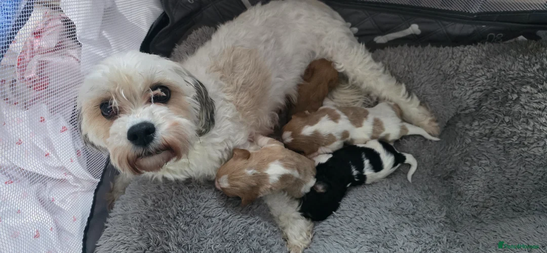 Cavachon dogs for sale: 4 Beautiful cavachon boy pups  - Advert 13