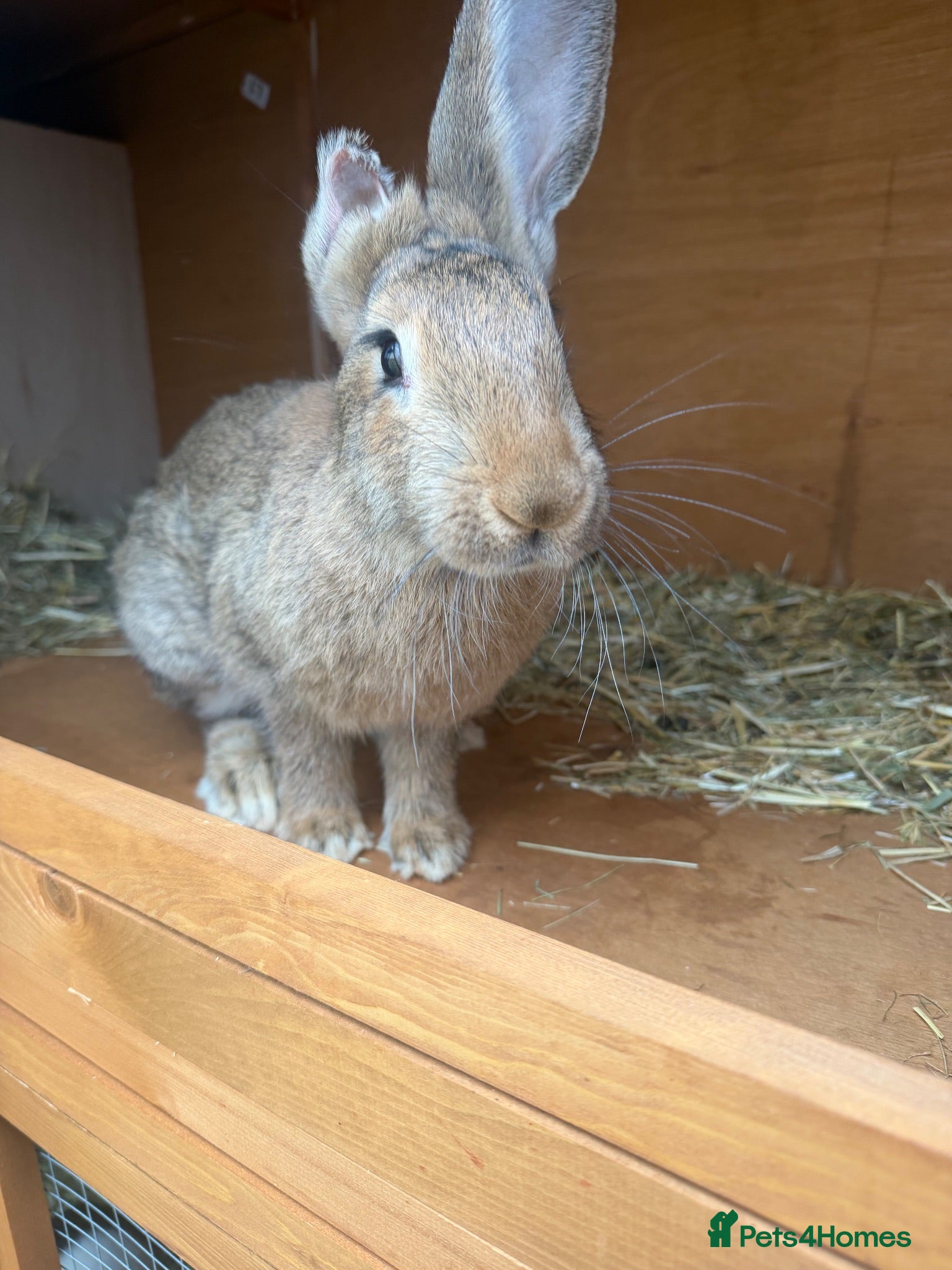 Continental Giant rabbits 4 month old female continental giant  - Advert 3