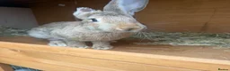 Continental Giant rabbits for sale: 4 month old female continental giant  in Truro - Advert 1