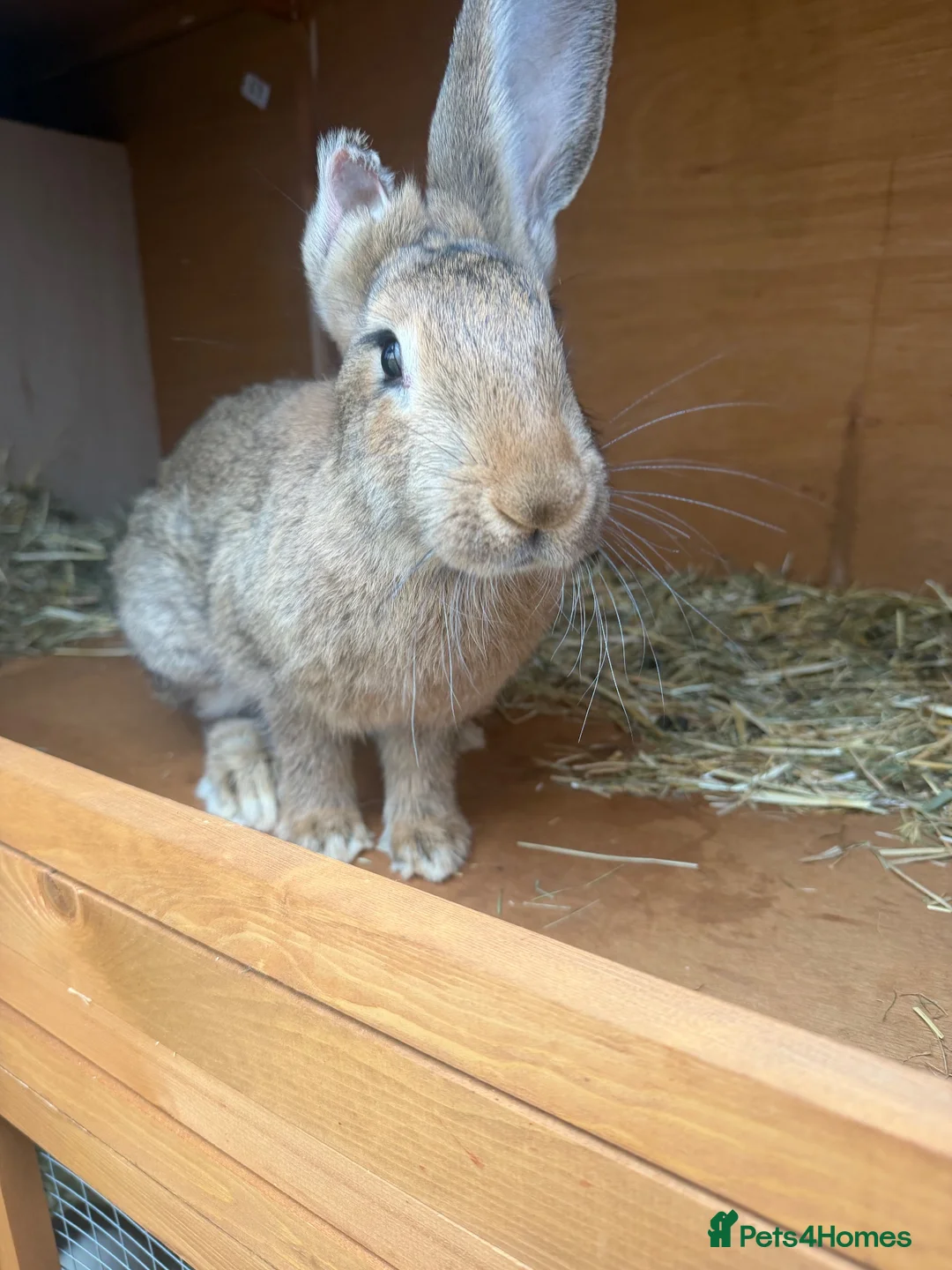 Continental Giant rabbits for sale: 4 month old female continental giant  in Truro - Advert 1