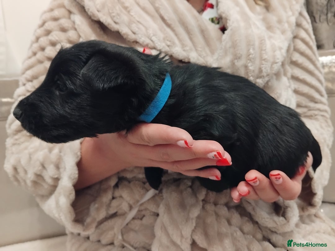 Scottish Terrier dogs for sale: Beautiful Scottish terrier puppies - Advert 11