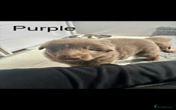 German Shepherd dogs for sale: Kc registered DNA Health tested gsd puppies - Image 15