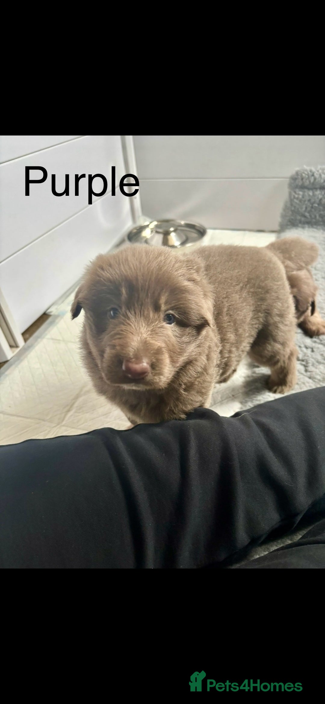 German Shepherd dogs for sale: Kc registered DNA Health tested gsd puppies - Image 15