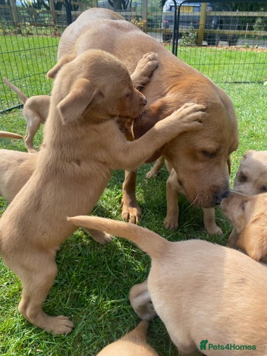 Gallery Image {{count}}