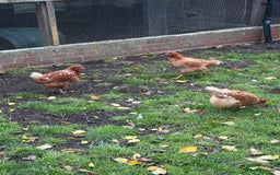Chickens poultry for sale: 4 brown hens for sale - Image 1