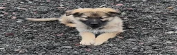 German Shepherd dogs for sale: German Shepherd pups - Advert 8