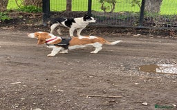 Basset Hound dogs for sale: Lovely male basset hound flash  - Image 1