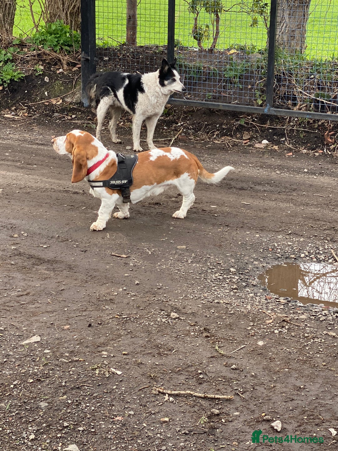 Basset Hound dogs for sale: Lovely male basset hound flash  - Image 1