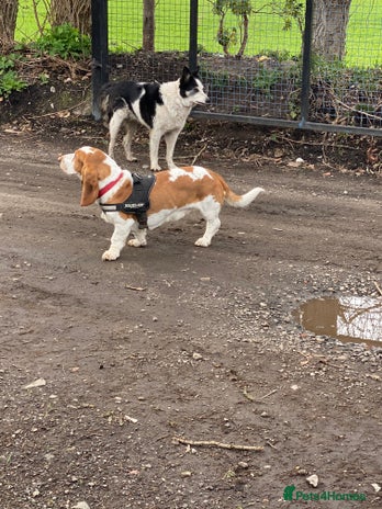 Basset Hound dogs - Advert 3