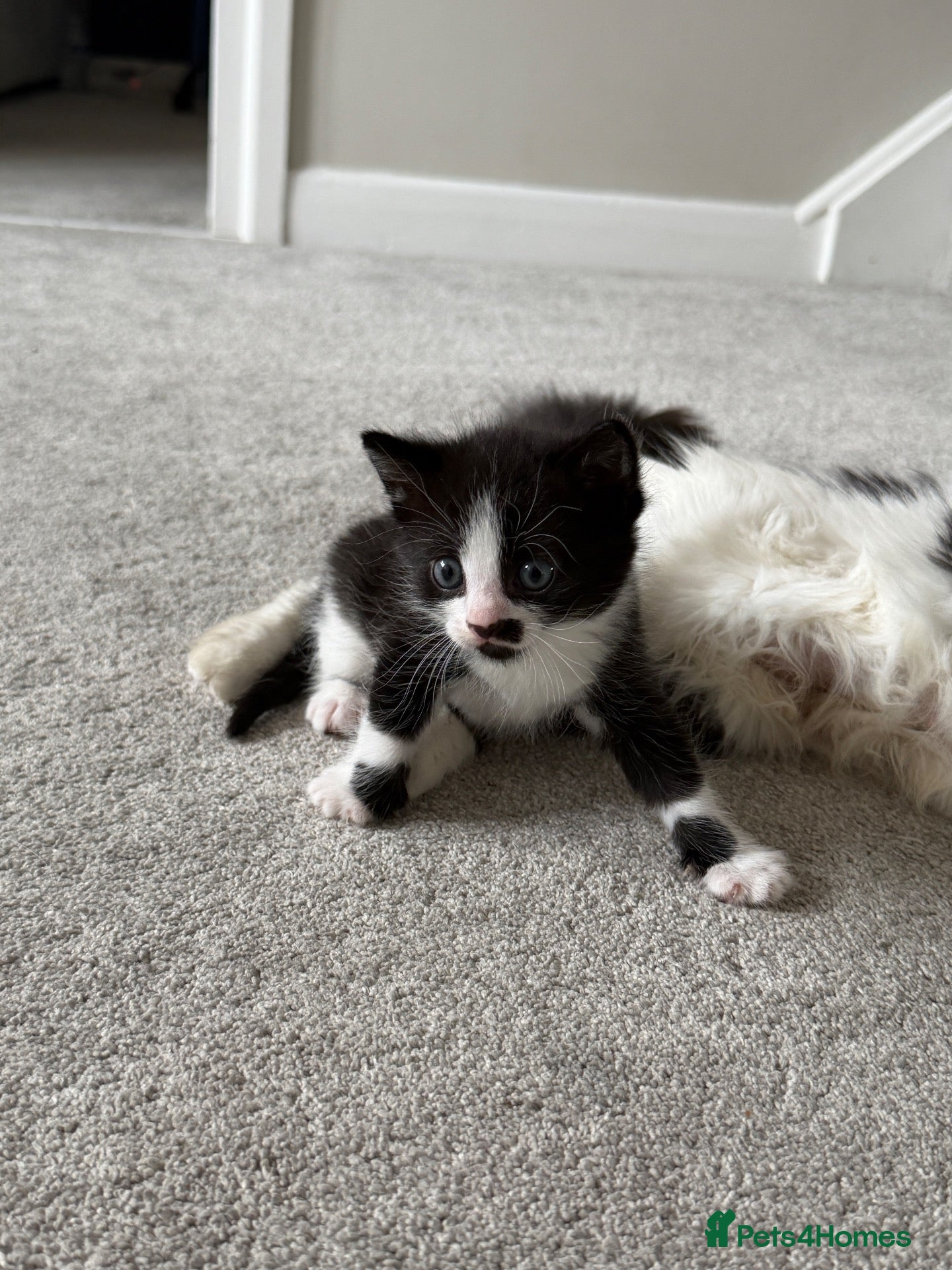 Domestic Shorthair cats Kittens  - Advert 5