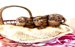 Miniature Dachshund dogs for sale: Lovely Happy Chocolate & Tan Dapple Babies  - Image 2