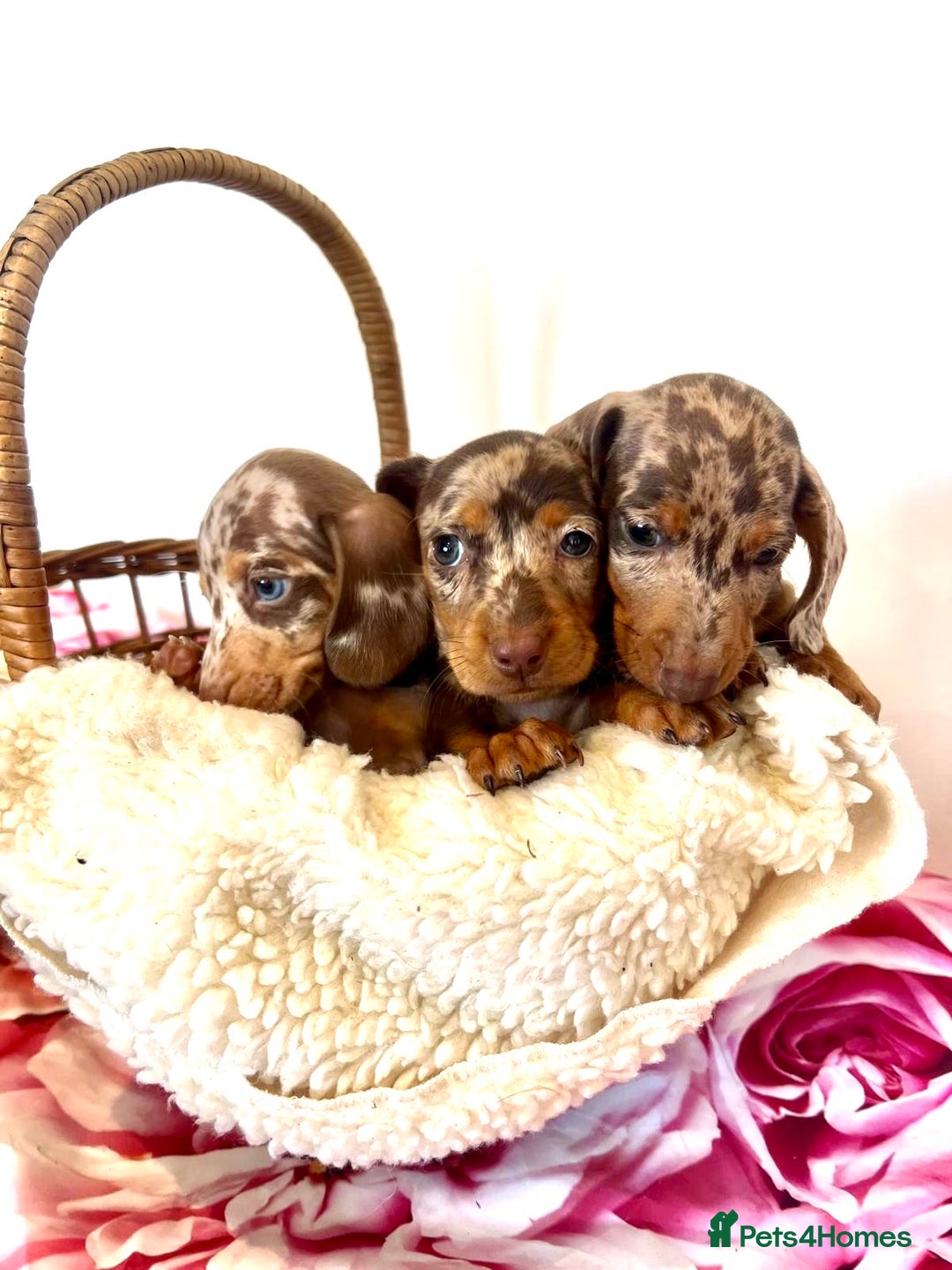 Miniature Dachshund dogs for sale: Lovely Happy Chocolate & Tan Dapple Babies  - Image 2