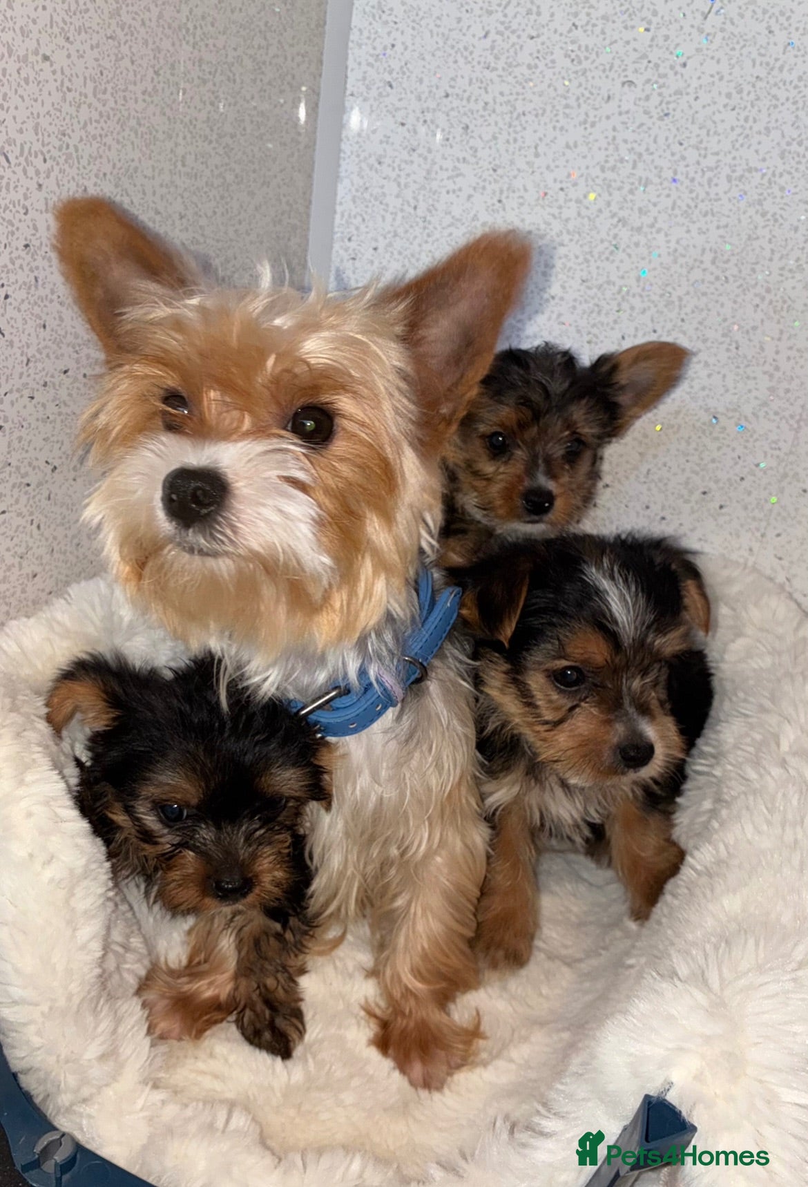 Yorkshire Terrier dogs Yorkshire terrier puppies for sale  - Advert 1