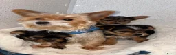 Yorkshire Terrier dogs for sale: Yorkshire terrier puppies for sale  - Advert 1