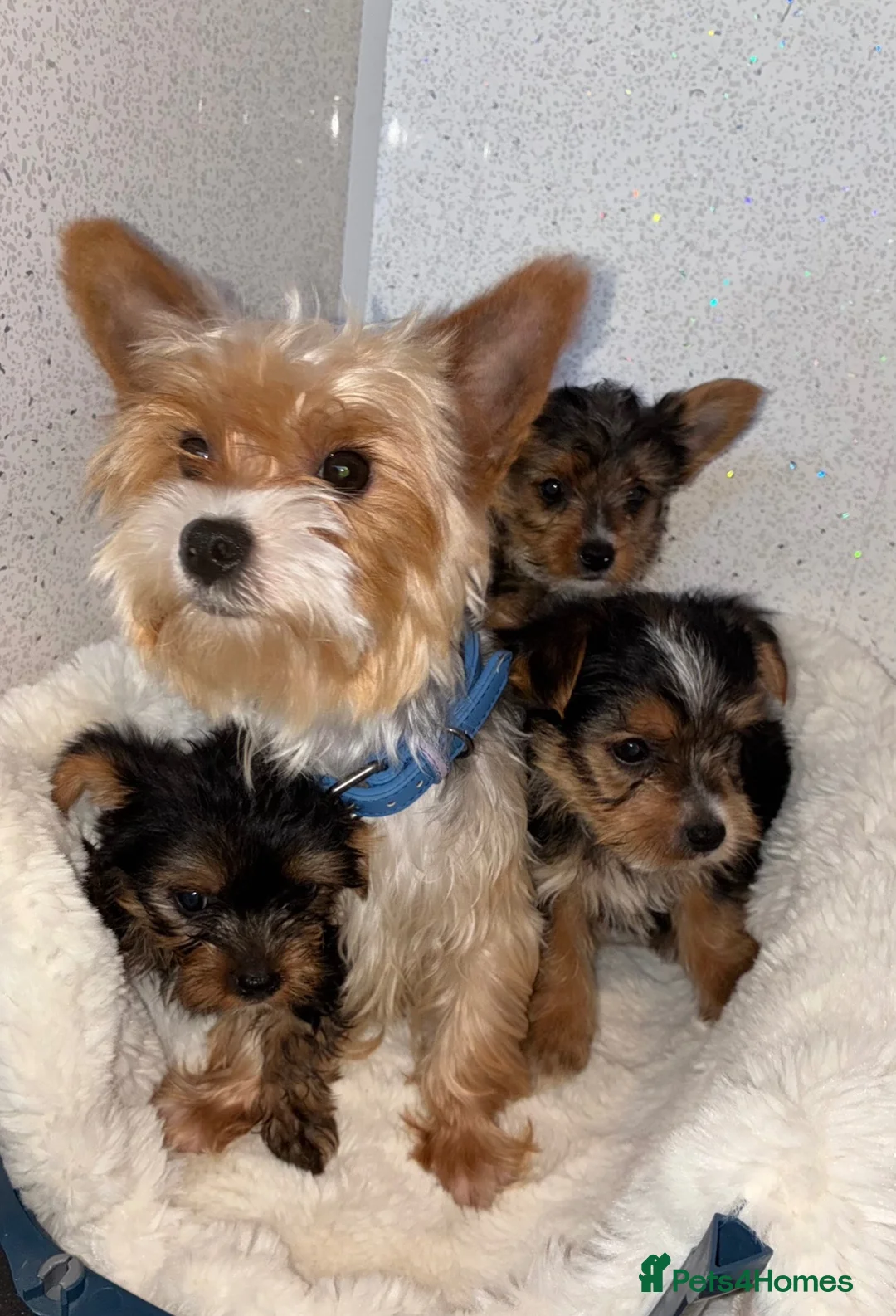 Yorkshire Terrier dogs for sale: Yorkshire terrier puppies for sale  - Advert 1