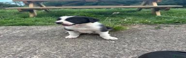 Border Collie 4