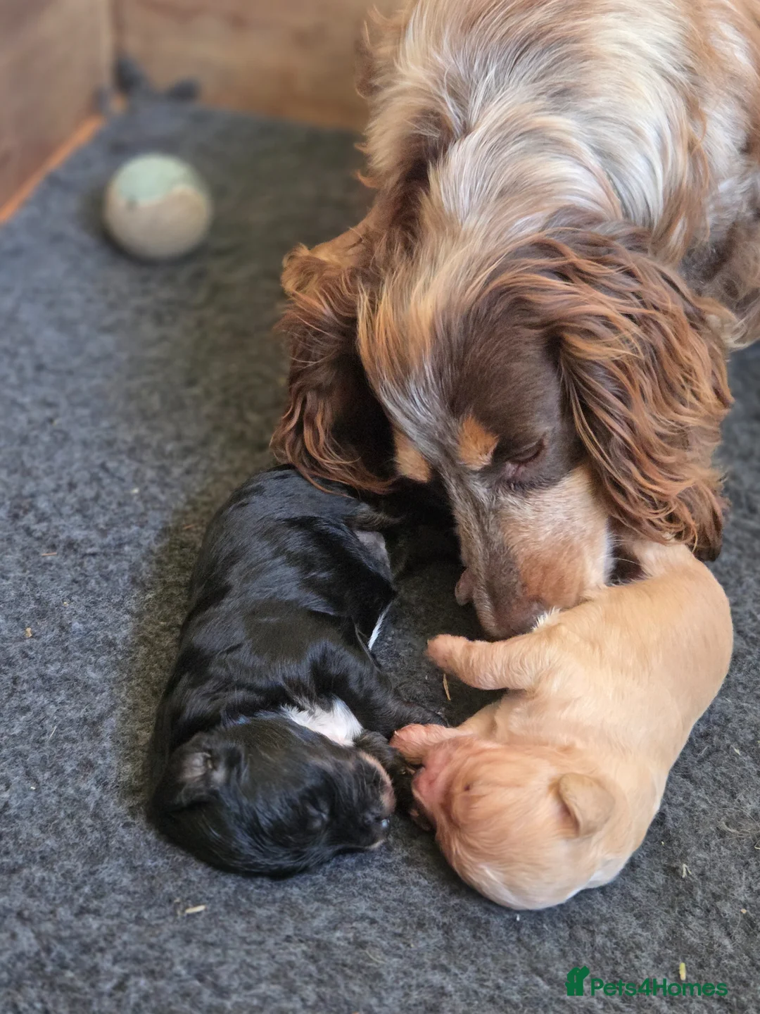 Cockapoo dogs for sale: Beautiful Betty has 5 gorgeous cockapoo puppies in Heathfield - Advert 1