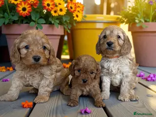 Cockapoo dogs Outstanding Miniature F1B Cockapoo Male Puppies - Advert 9