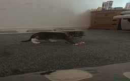 American Shorthair cats for sale: 3 Tabby boy kittens  - Image 3