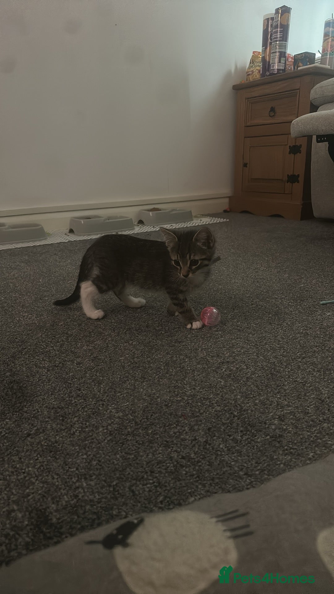 American Shorthair cats for sale: 3 Tabby boy kittens  - Image 3
