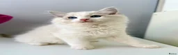 Ragdoll cats for sale: TICA registered ragdoll kittens - Advert 5