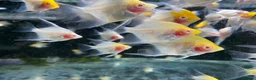 Angelfish fish for sale: Angelfish  - Advert 4