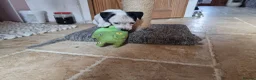 Jack Russell dogs for sale: Jack russel puppies one boy left - Advert 31