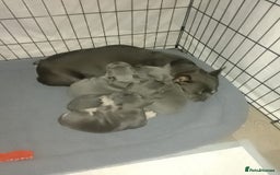 French Bulldog dogs for sale: Adorable Frenchie Puppies - Image 6