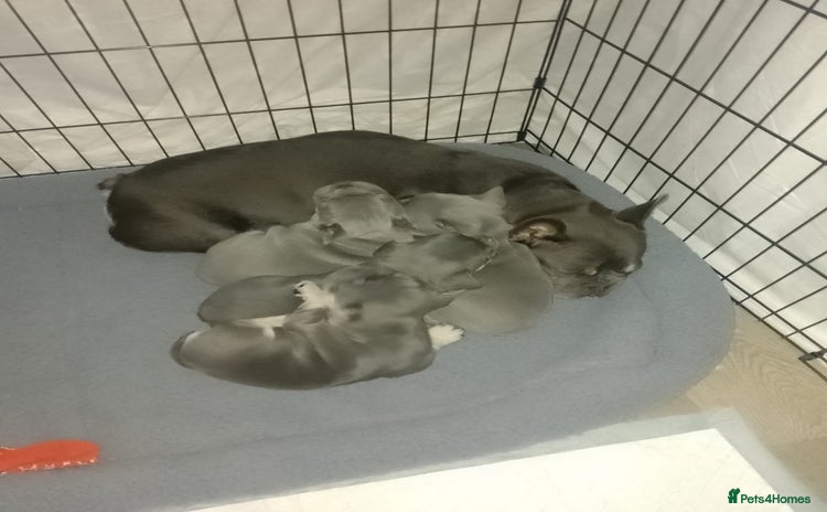 French Bulldog dogs Adorable Frenchie Puppies - Advert 13