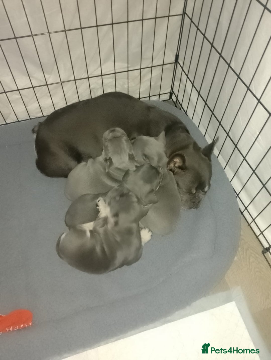 French Bulldog dogs for sale: Adorable Frenchie Puppies - Image 6