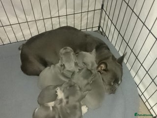 French Bulldog dogs Adorable Frenchie Puppies - Advert 6