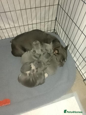 French Bulldog dogs Adorable Frenchie Puppies - Advert 13