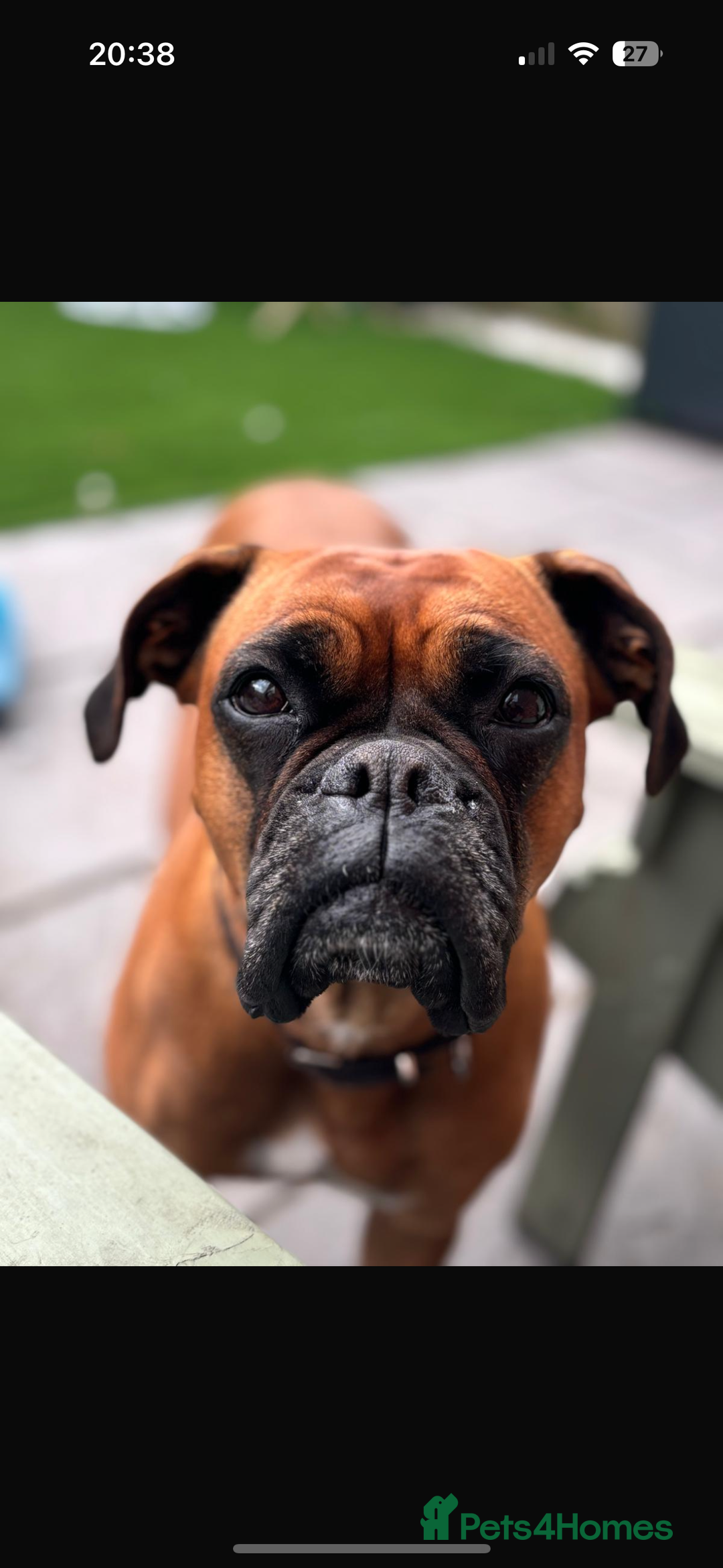 Boxer dogs for sale: Ready to leave one girl left - Advert 7