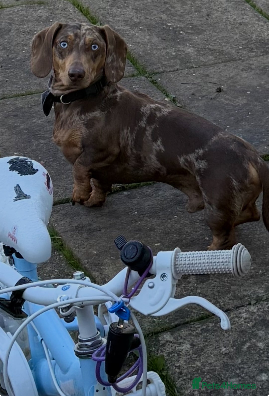 Dachshund dogs for stud: Dachshund for stud - Image 2