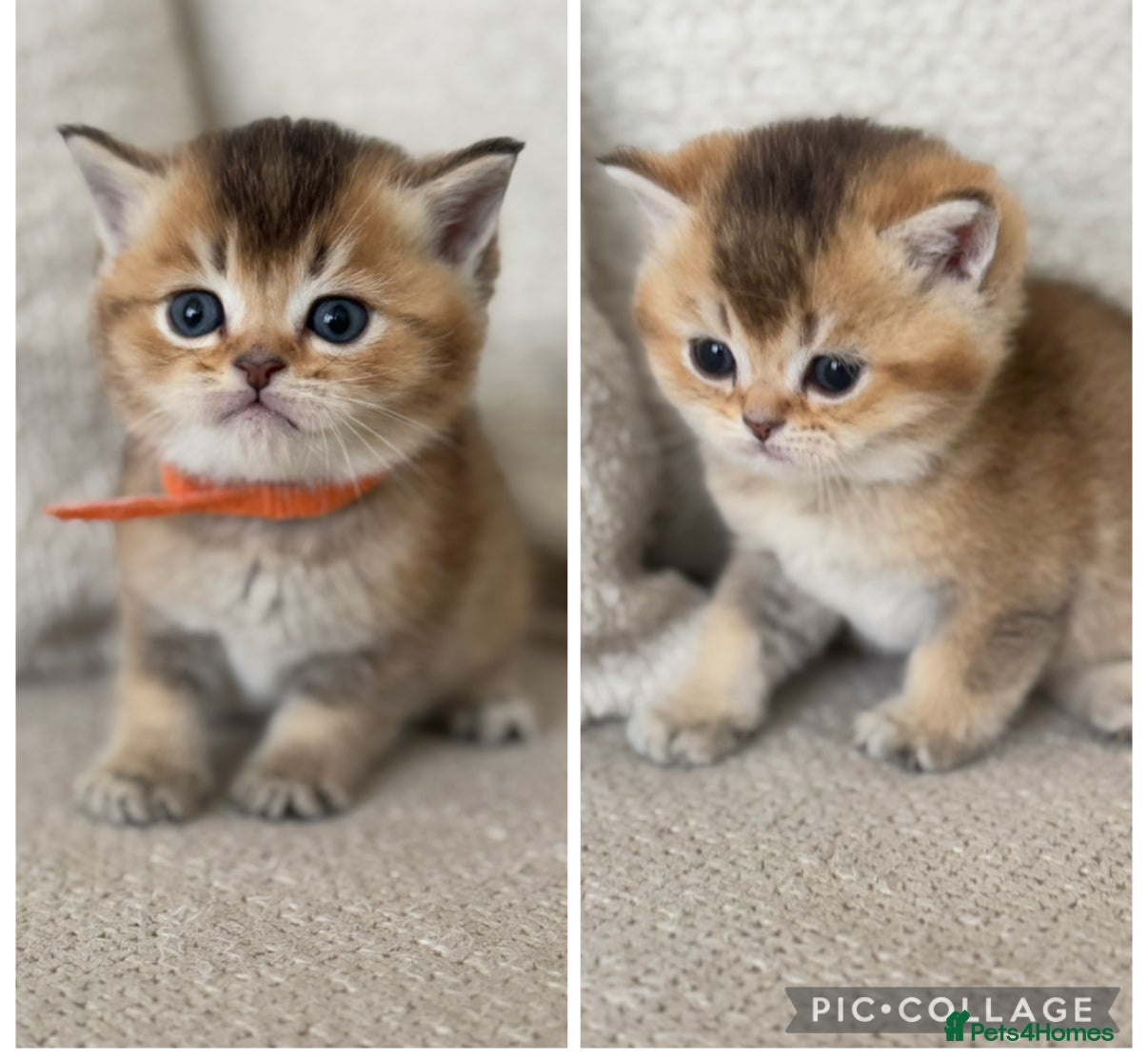 British Shorthair cats Gold BSH TICA teddy face boys - Advert 1