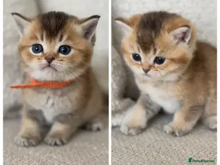 British Shorthair cats Gold BSH TICA teddy face boys - Advert 7
