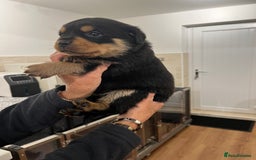 Rottweiler dogs for sale: Rottweiler pups KC Registered + Champ Bloodlines - Image 13