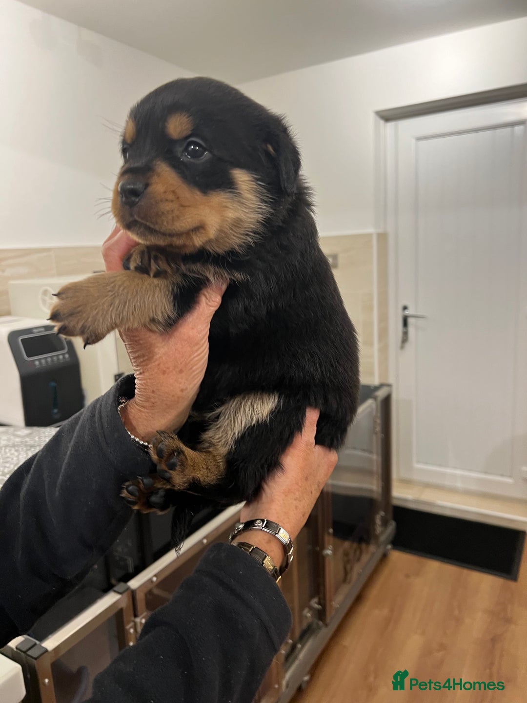 Rottweiler dogs for sale: Rottweiler pups KC Registered + Champ Bloodlines - Image 13